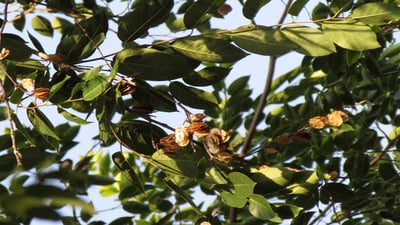 Holoptelea integrifolia