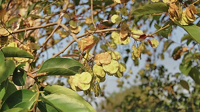 Holoptelea integrifolia