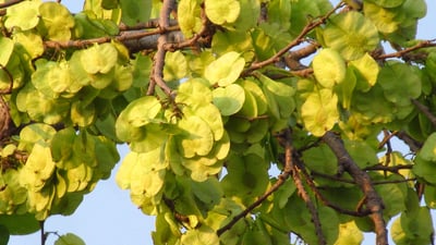 Holoptelea integrifolia