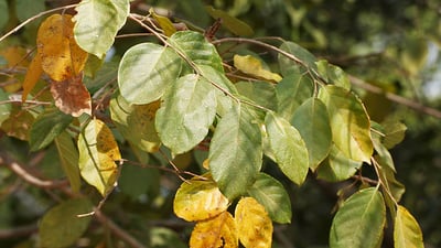 Holoptelea integrifolia