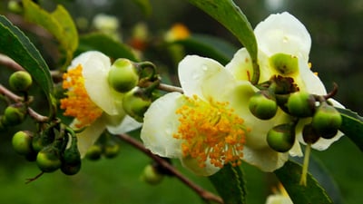Camellia  sinensis