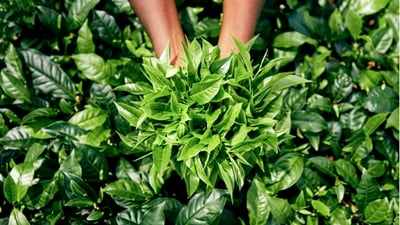 Camellia  sinensis
