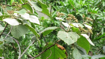 Melochia umbellata