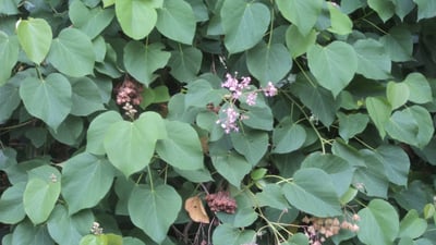 Melochia umbellata
