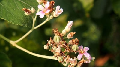 Melochia umbellata