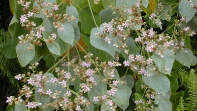 Melochia umbellata