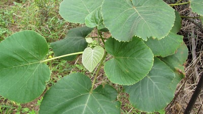 Melochia umbellata
