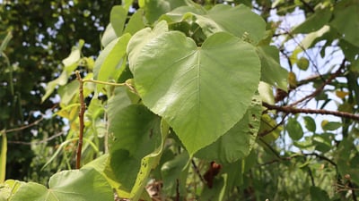 Melochia umbellata