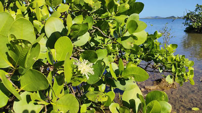 Sonneratia alba