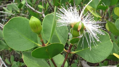Sonneratia alba