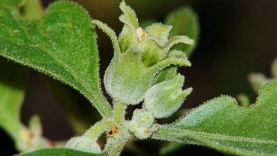 Withania somnifera