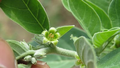 Withania somnifera