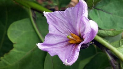 Solanum melongena