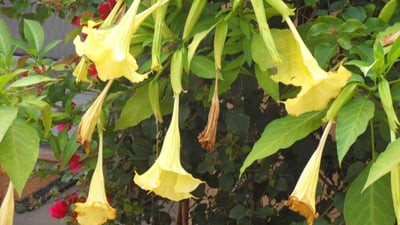 Brugmansia suaveolens