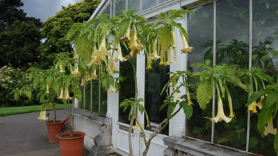 Brugmansia suaveolens