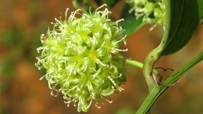 Smilax zeylanica