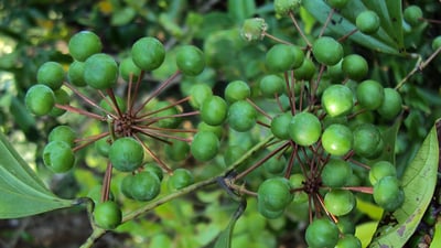 Smilax zeylanica