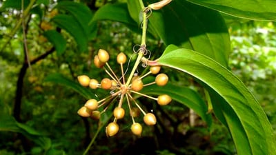 Smilax zeylanica