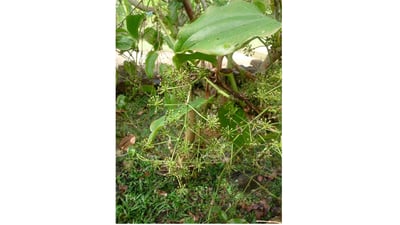 Smilax zeylanica