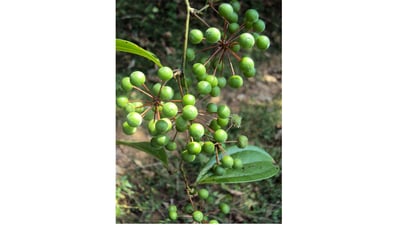Smilax zeylanica