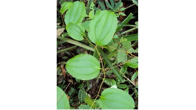 Smilax zeylanica