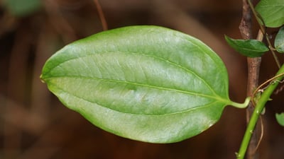 Smilax perfoliata