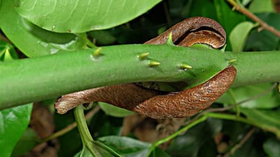 Smilax perfoliata