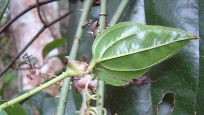 Smilax perfoliata