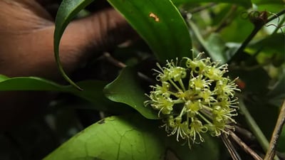 Smilax perfoliata