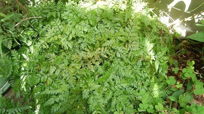 Lygodium flexuosum