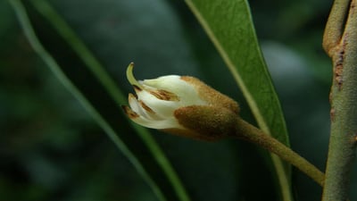 Madhuca neriifolia