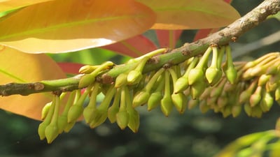 Madhuca neriifolia