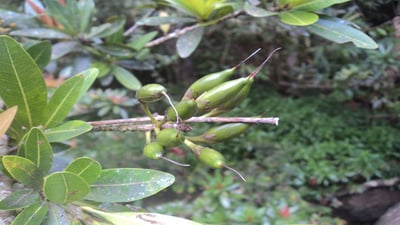 Madhuca neriifolia