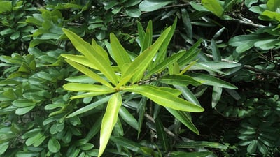 Madhuca neriifolia