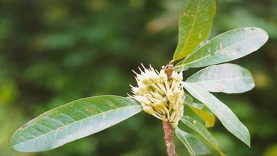 Madhuca neriifolia