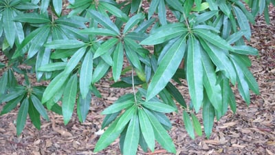 Madhuca neriifolia