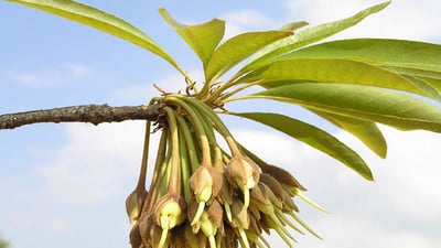 Madhuca longifolia