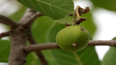 Madhuca longifolia