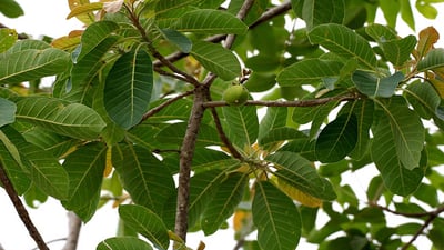 Madhuca longifolia