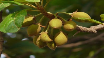 Madhuca longifolia