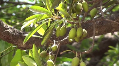 Madhuca longifolia