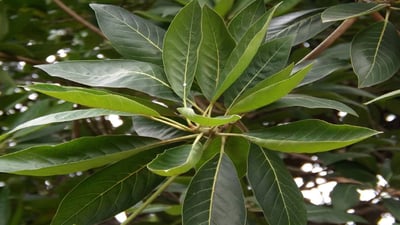 Madhuca longifolia