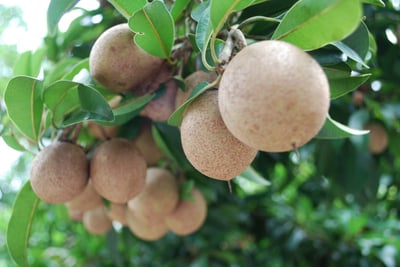 Isonandra compta