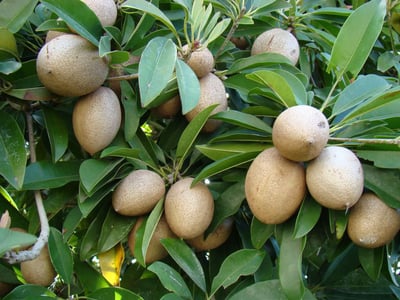 Isonandra compta