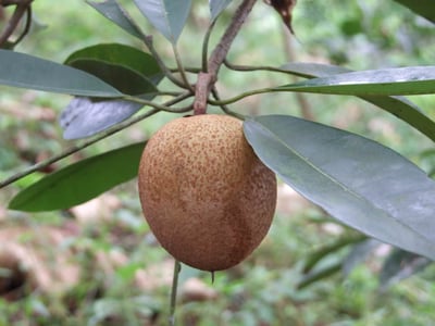 Isonandra compta