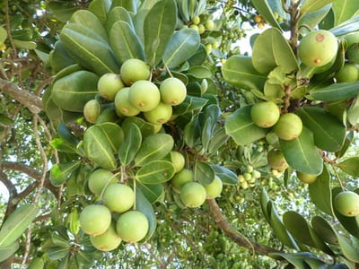 Isonandra compta