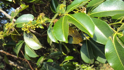 Toddalia asiatica