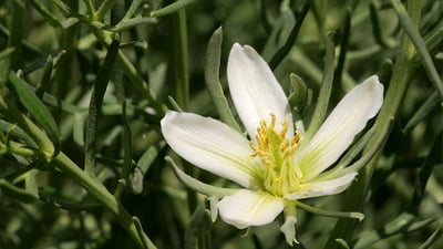 Peganum harmala