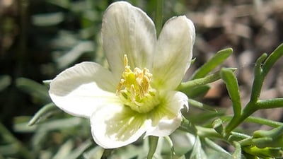 Peganum harmala