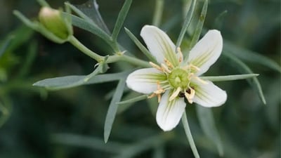 Peganum harmala